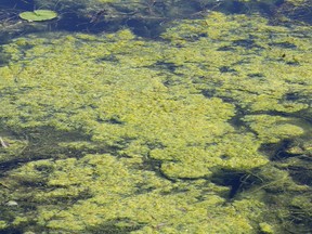 Kingston, Frontenac, Lennox & Addington Public Health warned the public about a blue-green algae bloom in Anglin Bay in Kingston's inner harbour on Thursday August 20, 2020.