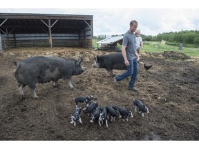 Ian Griebel with pigs and piglets on June 25, 2019. The owner of Red Tail Farms praised recent changes to the provincial meat inspection regulations.