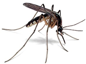 Halfway through mosquito season in Ontario, property owners advised to take mosquito-control precautions. 
Orkin.Com Photo
