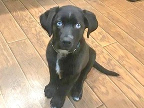 Darlene Sacher of Best Care Kennels in North Bay fostered Sully, one of the 'miracle puppies' abandoned a year ago by a dumpster.
Facebook Photo