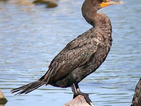 26cormorant bw FULL ROUT please  PUB Thursday Aug 24/06  Ginette x103