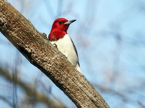 This Red-headed woodpecker is perched on a branch.  The bird, melanerpes erythrocephalus, has a vibrant red head. Two Red-headed Woodpeckers were spotted by area residents on July 15.