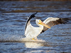 The American white pelican is one of the largest of North American birds, and is a majestic sight when flying, soaring with remarkable steadiness on wide black-and-white wings. The large head and huge, heavy bill give this bird a prehistoric look. Ken Hooles received two reports of sightings of Pelicans in the area this summer.