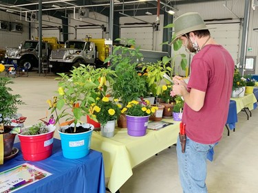 Alastair Hugli from Sunset Nursery Garden Centre and Greenhouses scrutinizes the more than 30 entries for the fourth annual Laurentian Valley Junior Gardeners Competition. Sunset Nursery also provided the plants and seeds for the competitors.