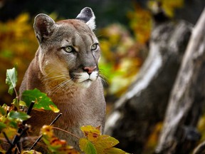 Based on reports coming in to his website, The Outdoors Guy believes cougars and cougar sightings are on the rise in central and eastern Ontario and western Quebec. He believes they are migrating eastward from South Dakota. Getty Images

Not Released