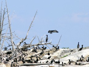 A nesting colony of Double-crested Cormorants. The Province of Ontario has announced a hunting season for the bird beginning this fall in order to cut down on their numbers and the damage they can inflict on natural habitats and fish stocks. Getty Images

Not Released
