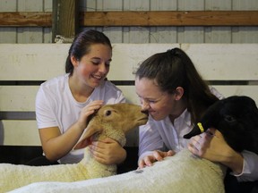 Paul Morden/Sarnia Observer Morgan MacRae, right, gets a nuzzle from Eve Pettit's sheep after they competed in a 4-H show at the Brigden Far on Thanksgiving Weekend, 2018. The fair has been cancelled in 2020 amid COVID-19. A downtown pedestrian street pilot project in Sarnia could potentially serve as a stand-in, the CEO of Sarnia-Lambton's chamber of commerce says.