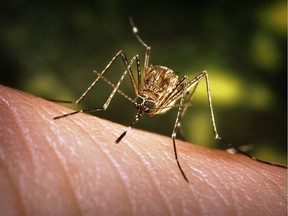 West Nile is the leading mosquito-borne disease in North America, according to the Centers for Disease Control and Prevention. File photo