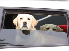 Louis and Farley anxiously wait inside a vehicle before going for a walk with their human in Greater Sudbury, Ont. on Tuesday August 4, 2020.