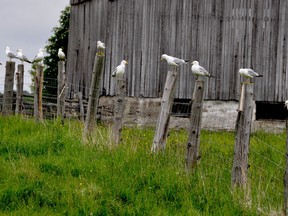 A gull conference on Manitoulin Island, where the pandemic has slowed life down. Supplied