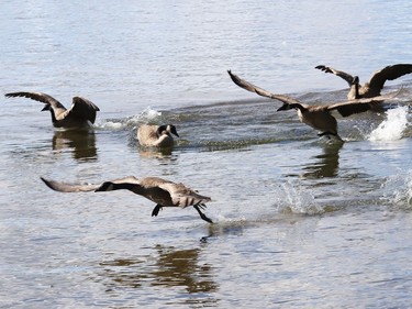 Geese skim across Ramsey Lake in Sudbury, Ont. on Wednesday August 19, 2020. John Lappa/Sudbury Star/Postmedia Network