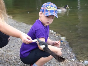 William Scriver, 6, looks on as his mom, Cassandra Scriver, feeds a goose at the pond located at the track at Delki Dozzi Sports Complex in Gatchell on Friday August 21, 2020.