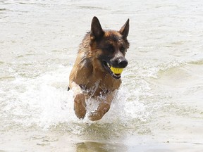 Max the dog leaps through the water while retrieving his ball at Silver Lake in Sudbury, Ont. on Monday August 24, 2020.