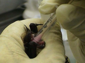 One person had to be treated for rabies after they come in contact with an infected bat, Public Health Sudbury & Districts reported Friday. POSTMEDIA NETWORK file photo