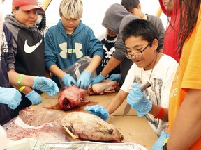 Ashton Cortston, seated on the right, prepares a goose to be cooked over a flame using a suggabon during last year's Camp Chikepak. This year, the Mushkegowuk-run youth summer camp is being held online.

Richa Bhosale/The Daily Press