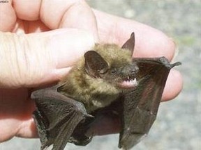 A brown bat