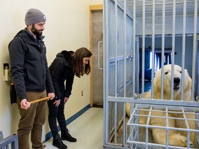 Conservation Coordinator Dylan McCart is with PhD student Stephanie Penk developing a method to measure polar bears that is voluntary for the bear. Photo provided by the Polar Bear Habitat.TP.jpeg