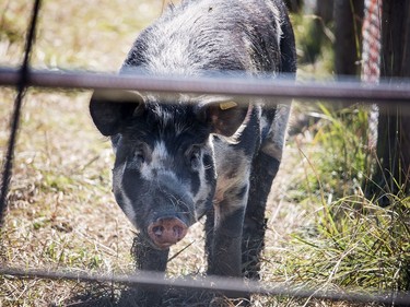 Pigs were one of many animals found at Backwoods Buffalo Ranch. 
Brigette Moore