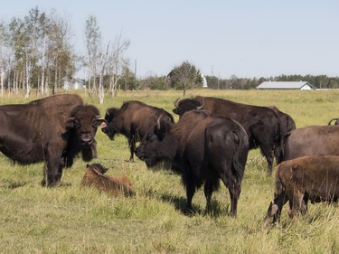 Laurie and Chad Trigg, who own Backwoods Buffalo Ranch, have a heard of about 60 bison. The couple opened their farm to visitors as part of Alberta Open Farm Days. Wagon tours took the visitors into the pasture to see the bison up close.
Brigette Moore