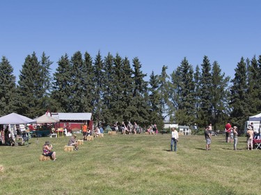 Vendors were set up at Blue Ridge Farms Sunday as part of Alberta Open Farm Days. Visitors could purchase a variety of home-made goods, undertake activities and have lunch.
Brigette Moore