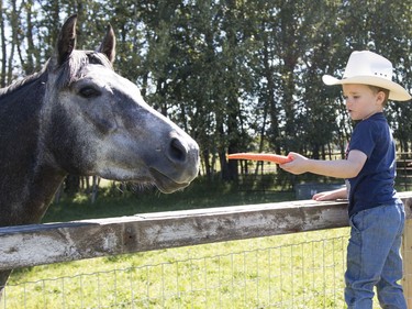 Carrots were for sale for $1 each to let visitors feed the horses at Blue Ridge Farms, which was part of the eight annual Alberta Open Farm Days. Easton Moore encouraged the horse to take his carrot. 
Brigette Moore