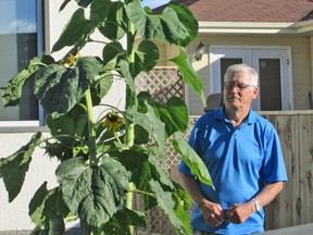 Larry Blaylock who stands 6 feet tall contemplates his sunflower that’s 5 feet taller. (Supplied photo)