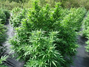 A few of the plants that were found during a significant drug bust in Chelmsford. Police handout