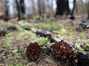 There have been 591 fires in the northeast in 2020 consuming about 15,451 hectares of forest.
File Photo