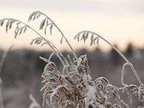 With overnight temperatures expected to dip to 1 C, Environment Canada has issued a frost warning for Timmins, Cochrane and Iroquois Falls. Residents are advised to cover up plants and take preventative measures to protect frost-sensitive plants and trees. FILE PHOTO/POSTMEDIA NETWORK