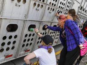 Animal rights protesters surround a transport truck with livestock in front of Fearman's Pork slaughterhouse in Burlington in this 2016 file photo. Such action is now prohibited under new Ontario legislation that came into effect on Sept. 2. File photo/Postmedia Network