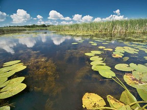 The Flight Club Marsh and Hahn’s Woods in Norfolk County have been purchased by the Nature Conservancy of Canada for protection and conservation. Gregg McLachlan photo