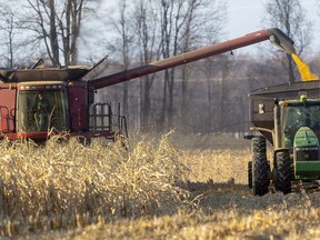 Wes Hardy of Mt. Brydges combines and unloads feed corn into a hopper wagon driven by Clint Ostrander in this file photograph from December 2019. Mike Hensen/Postmedia Network