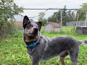 Duke, a one-year-old Blue Heeler-type dog, was recently brought to the Ontario SPCA Lennox and Addington Animal Centre in Napanee to be rehomed after his family could no longer care for him. (Supplied Photo)
