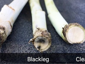 Harvest scouting for blackleg relies on cross-section clipping of canola stems just below ground level. Verticillium can cause some general greying of the stem cross section, but it won’t have the distinct black wedges characteristic of blackleg (photo by Justine Cornelsen)