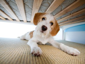 Sometimes hiding under the bed works. (supplied photo)