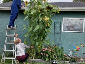 Tammi Fidler holds measuring tape at ground level while husband Mark determines sunflower’s height.(supplied photo)