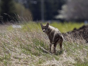 A coyote hunts for food in a field in the Greisbach neighbourhood of Edmonton, Alta., on Tuesday, May 14, 2013. The animals live in both rural and urban environments in the province.