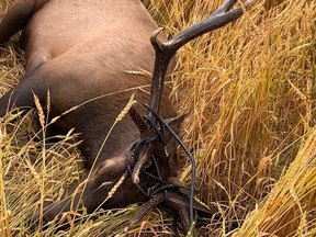 On the morning of Sept. 7, 2020, Grande Prairie Fish and Wildlife received a report of a bull elk with a very long cord wrapped up in its antlers. An officer went to the scene and untangled the animal.