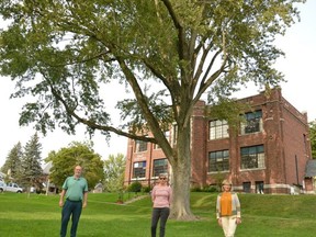 Stratford-Perth Tree Trust founders Geoff Love (left), Marianne Van Den Heuvel, and Jane Eligh-Feryn want  to advocate for the health of large trees like this maple near the Falstaff Family Centre. Photo taken in Stratford Ont. Sept. 14, 2020. 
Galen Simmons/Postmedia News