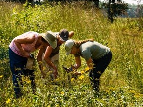 ALUS Norfolk will partake in a $100,000 corporate grant earmarked for ecological projects that produce environmental benefits. Here, a group of researchers check out an ALUS project focused on improvements to pollinator habitat. – ALUS photo