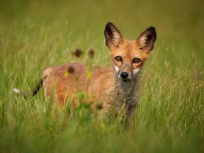 This juvenile red fox was returned to Bayfield in August, a month after it arrived at Salthaven Wildlife Rehabilitation and Education Centre covered in sarcoptic mange.
 MIKE PACE