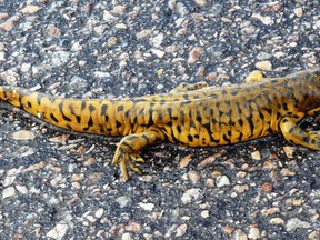 The beautiful barred tiger salamander can be found in Portage la Prairie. (supplied photo)