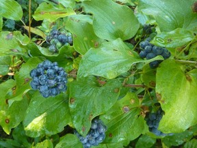 Do you agree these are wild mulberries? Email your best guess or confirmation to the Singing Gardener. (supplied photo)