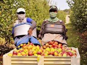 Schuyler Farms of Simcoe announced Wednesday it is appealing Haldimand-Norfolk Health Unit regulations in the area of bunkhouse quarantines for a third time, this time to the Ontario Court of Appeal. Harvesting apples at a Schuyler orchard in Renton Wednesday were sisters Sheerine King, left, and Shelly Ragoo of Trinidad and Tobago. – Monte Sonnenberg