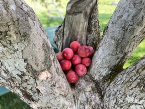 Colin Campbell of Campbell's Orchards said despite an extremely dry summer the late rains in August and September came at the perfect time to allow the crop to grow and prosper.
VIRGINIA CLINTON