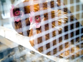 A North Bay couple has asked council to consider changes to its zoning and animal control bylaws to allow for the keeping of backyard hens in certain areas of the city. Postmedia File Photo