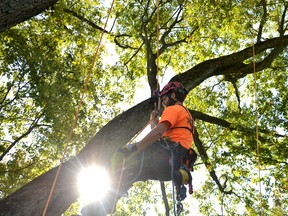 Following the official launch event for the Stratford-Perth Tree Trust Friday afternoon, arborist Eli Mowat and his colleagues at Tim's Tree Care went up into a 100-year-old maple tree at the Falstaff Family Centre to prune branches and address some storm damage from last winter in hopes of prolonging the tree's lifespan. Galen Simmons/The Beacon Herald/Postmedia Network