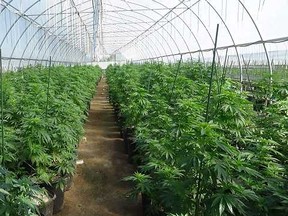 Law enforcement authorities from multiple jurisdictions seized 101,000 illegal marijuana plants Aug. 13, more than 60,000 from an undisclosed greenhouse in Norfolk County. This photo from an unspecified location illustrates the kind of grow operation that is attracting increasing attention from officials in both Canada and the United States. – OPP photo