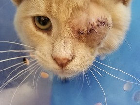 Cyclops, a one-eyed cat, is the first animal featured in Pet and Wildlife Rescue's new Feel Good Friday series. (Handout/Postmedia Network)