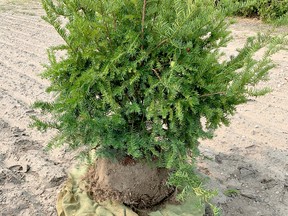 Garden expert John DeGroot says fall is the best time to almost any transplanting. Shown is a Dense Yew that has been placed into a burlap sack for easy moving. John DeGroot photo